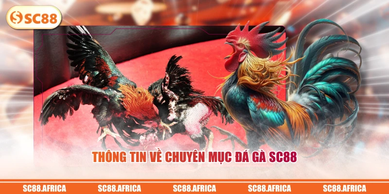 Thông tin về chuyên mục đá gà SC88